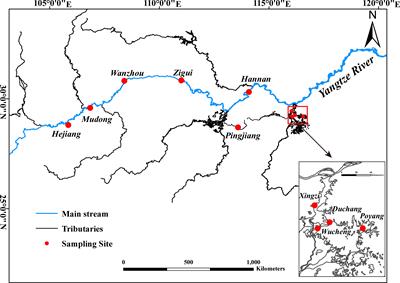 Interspecies trophic niche differences and spatial–temporal adaptations found in Cultrinae fishes